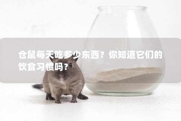 仓鼠每天吃多少东西？你知道它们的饮食习惯吗？