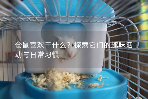 仓鼠喜欢干什么？探索它们的趣味活动与日常习惯