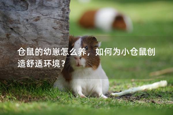 仓鼠的幼崽怎么养，如何为小仓鼠创造舒适环境？