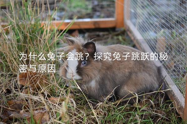 为什么兔子会跳？探究兔子跳跃的秘密与原因