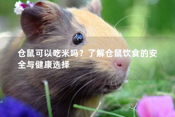 仓鼠可以吃米吗？了解仓鼠饮食的安全与健康选择
