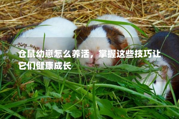 仓鼠幼崽怎么养活，掌握这些技巧让它们健康成长