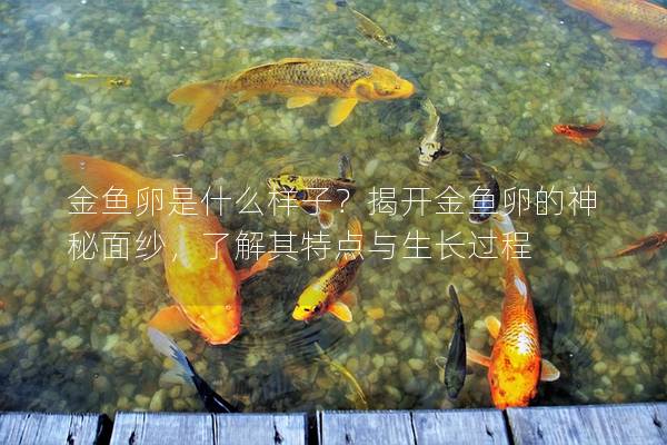 金鱼卵是什么样子？揭开金鱼卵的神秘面纱，了解其特点与生长过程