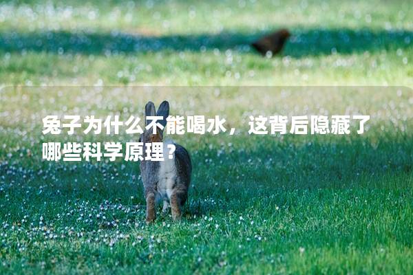 兔子为什么不能喝水，这背后隐藏了哪些科学原理？