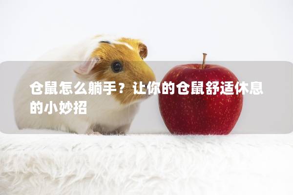 仓鼠怎么躺手？让你的仓鼠舒适休息的小妙招