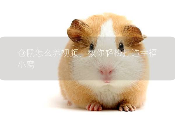 仓鼠怎么养视频，教你轻松打造幸福小窝