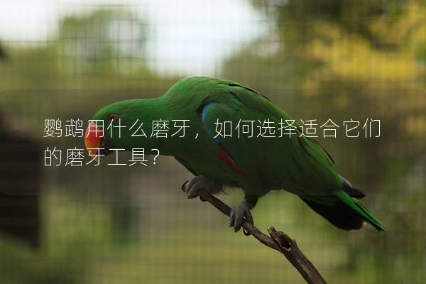 鹦鹉用什么磨牙，如何选择适合它们的磨牙工具？