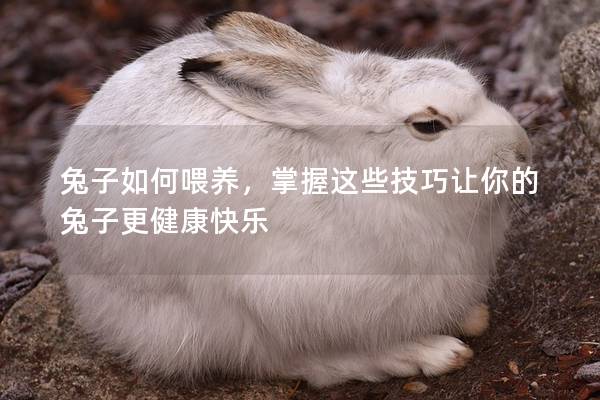 兔子如何喂养，掌握这些技巧让你的兔子更健康快乐
