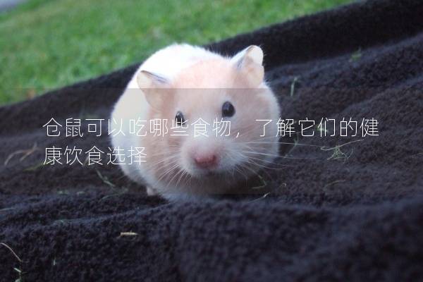 仓鼠可以吃哪些食物，了解它们的健康饮食选择