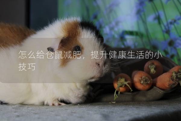 怎么给仓鼠减肥，提升健康生活的小技巧