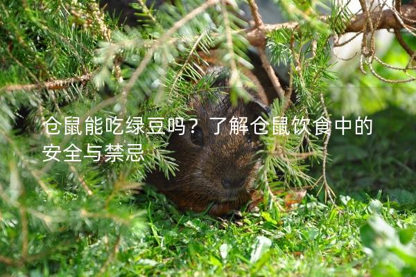 仓鼠能吃绿豆吗？了解仓鼠饮食中的安全与禁忌