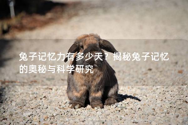 兔子记忆力有多少天？揭秘兔子记忆的奥秘与科学研究