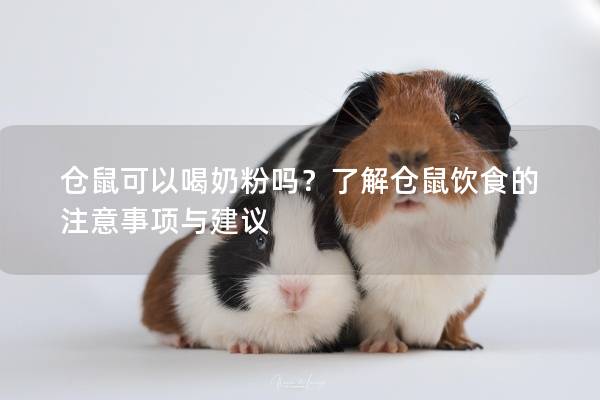 仓鼠可以喝奶粉吗？了解仓鼠饮食的注意事项与建议