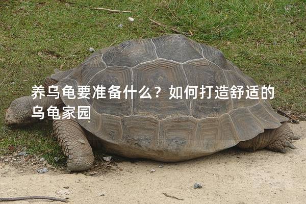 养乌龟要准备什么？如何打造舒适的乌龟家园