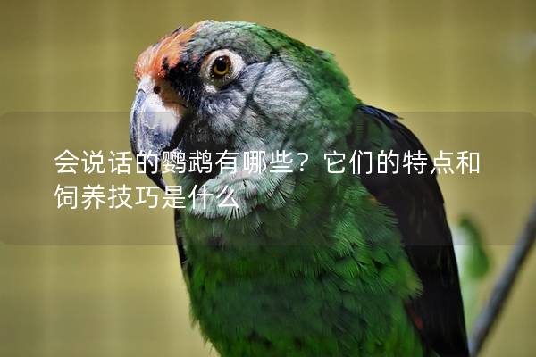 会说话的鹦鹉有哪些？它们的特点和饲养技巧是什么