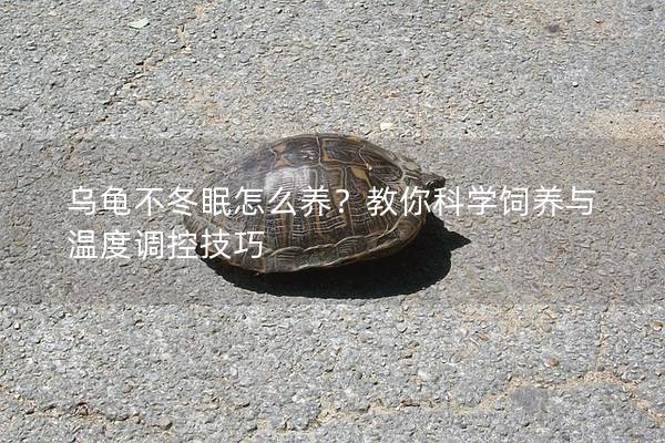 乌龟不冬眠怎么养？教你科学饲养与温度调控技巧