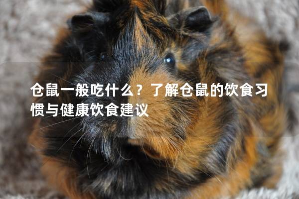 仓鼠一般吃什么？了解仓鼠的饮食习惯与健康饮食建议