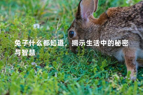 兔子什么都知道，揭示生活中的秘密与智慧