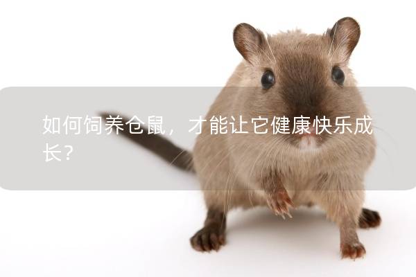 如何饲养仓鼠，才能让它健康快乐成长？