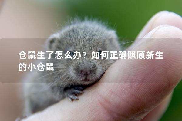 仓鼠生了怎么办？如何正确照顾新生的小仓鼠