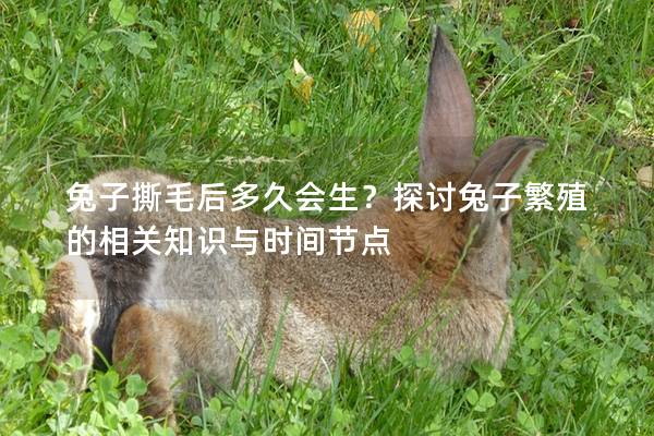 兔子撕毛后多久会生？探讨兔子繁殖的相关知识与时间节点