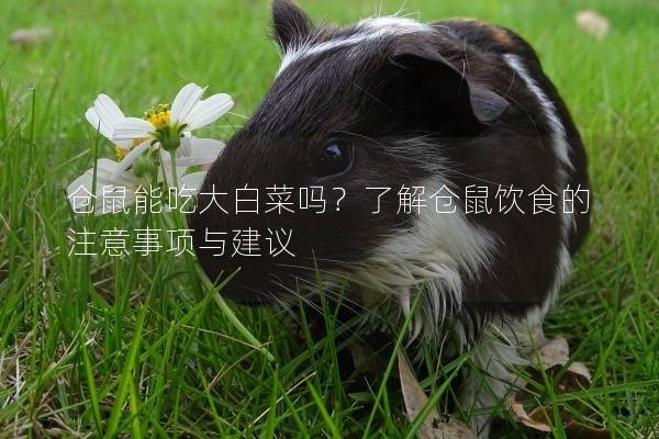 仓鼠能吃大白菜吗？了解仓鼠饮食的注意事项与建议