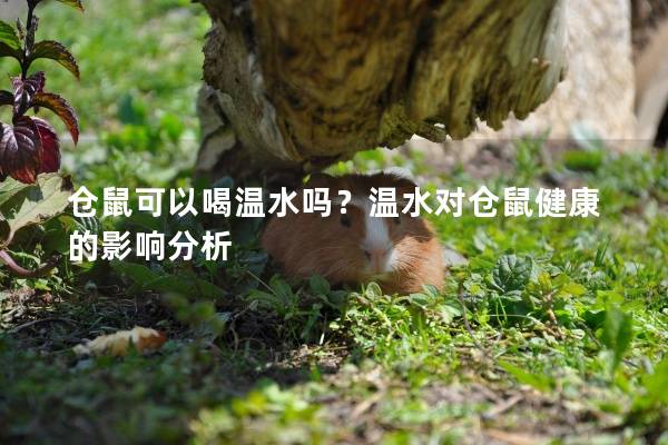 仓鼠可以喝温水吗？温水对仓鼠健康的影响分析