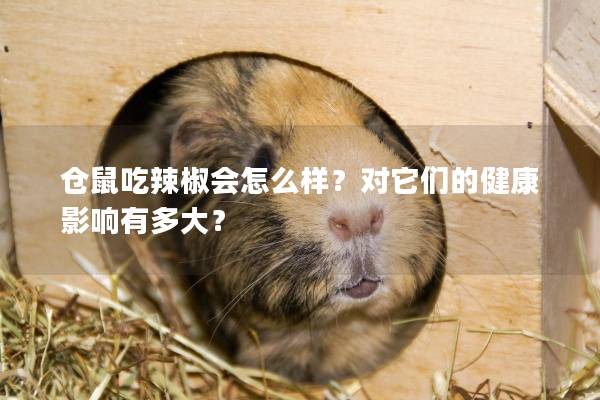 仓鼠吃辣椒会怎么样？对它们的健康影响有多大？