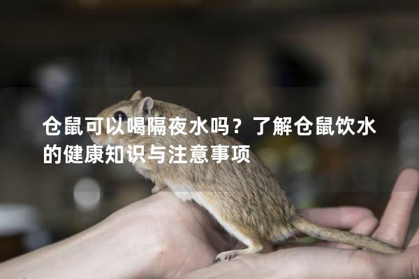 仓鼠可以喝隔夜水吗？了解仓鼠饮水的健康知识与注意事项