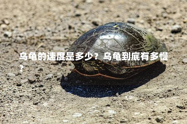 乌龟的速度是多少？乌龟到底有多慢？
