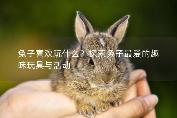 兔子喜欢玩什么？探索兔子最爱的趣味玩具与活动