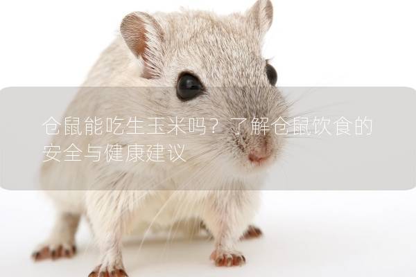 仓鼠能吃生玉米吗？了解仓鼠饮食的安全与健康建议