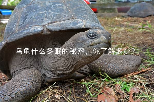 乌龟什么冬眠的秘密，你了解多少？