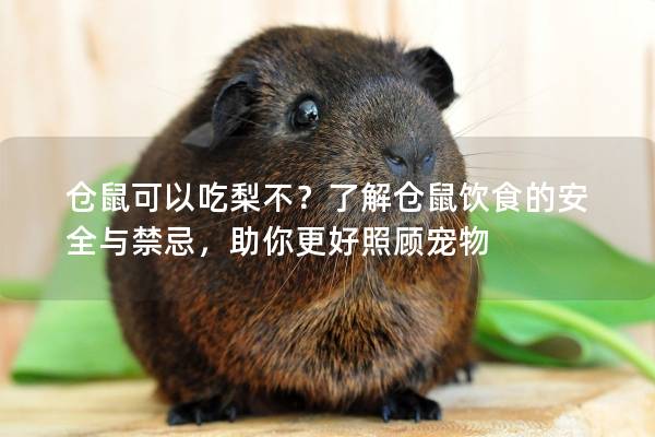 仓鼠可以吃梨不？了解仓鼠饮食的安全与禁忌，助你更好照顾宠物