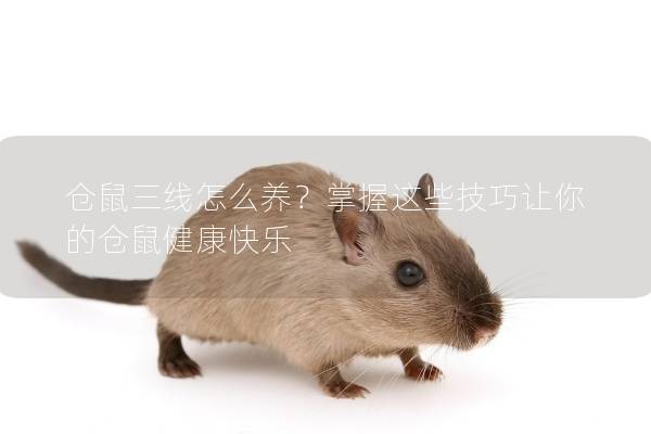 仓鼠三线怎么养？掌握这些技巧让你的仓鼠健康快乐
