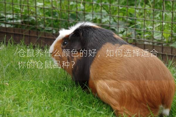 仓鼠养什么颜色的好，如何选择适合你的仓鼠品种？