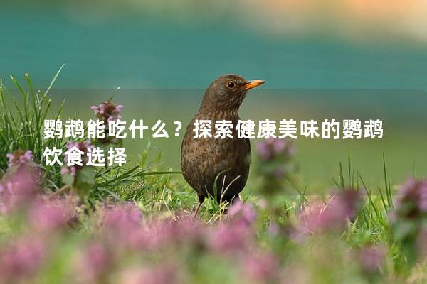 鹦鹉能吃什么？探索健康美味的鹦鹉饮食选择