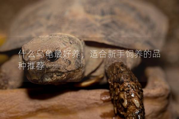 什么乌龟最好养，适合新手饲养的品种推荐