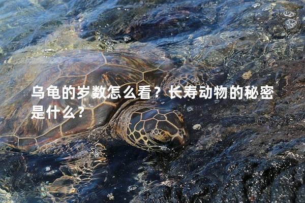 乌龟的岁数怎么看？长寿动物的秘密是什么？