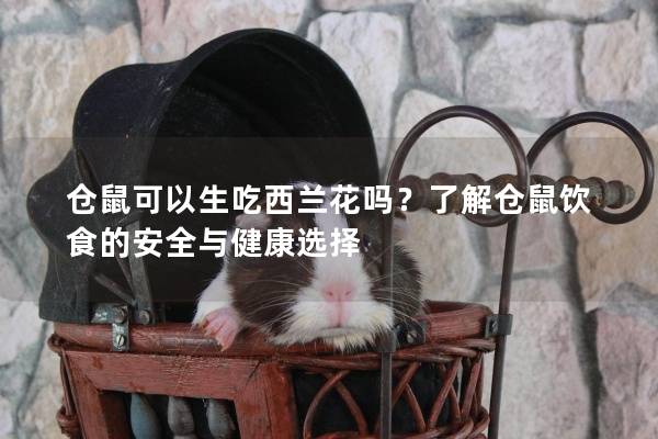 仓鼠可以生吃西兰花吗？了解仓鼠饮食的安全与健康选择