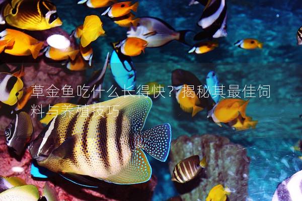 草金鱼吃什么长得快？揭秘其最佳饲料与养殖技巧