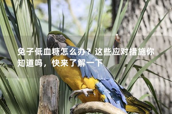 兔子低血糖怎么办？这些应对措施你知道吗，快来了解一下