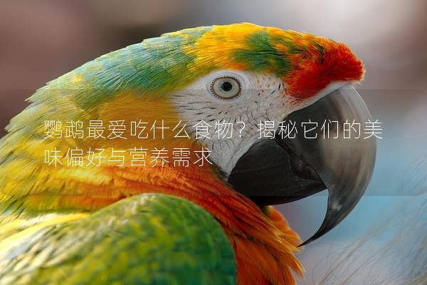 鹦鹉最爱吃什么食物？揭秘它们的美味偏好与营养需求