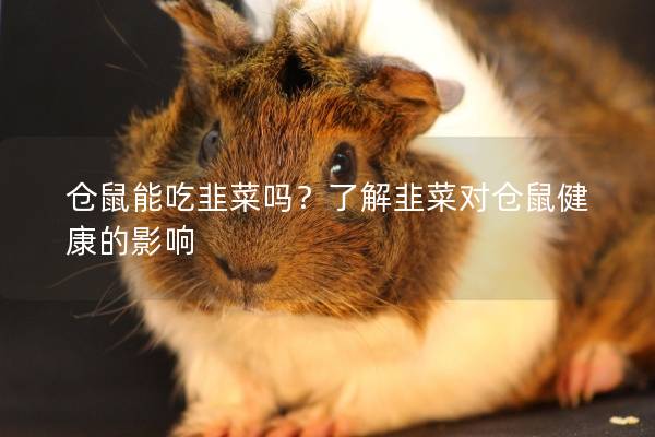 仓鼠能吃韭菜吗？了解韭菜对仓鼠健康的影响
