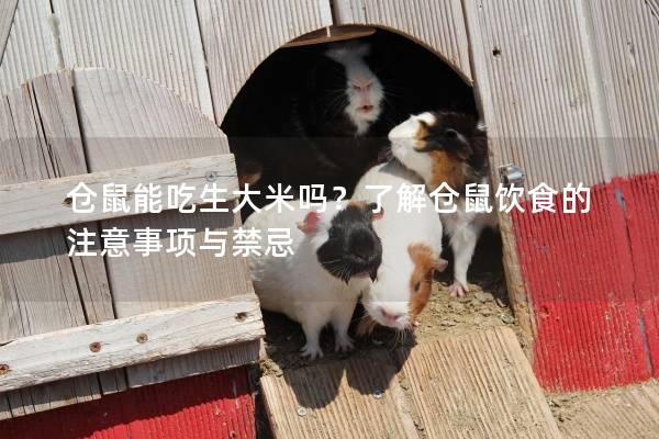 仓鼠能吃生大米吗？了解仓鼠饮食的注意事项与禁忌