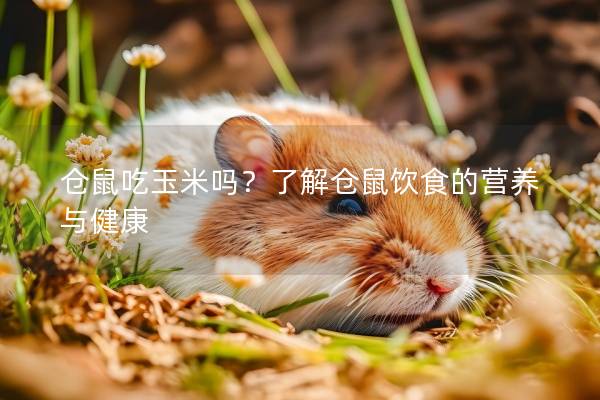 仓鼠吃玉米吗？了解仓鼠饮食的营养与健康