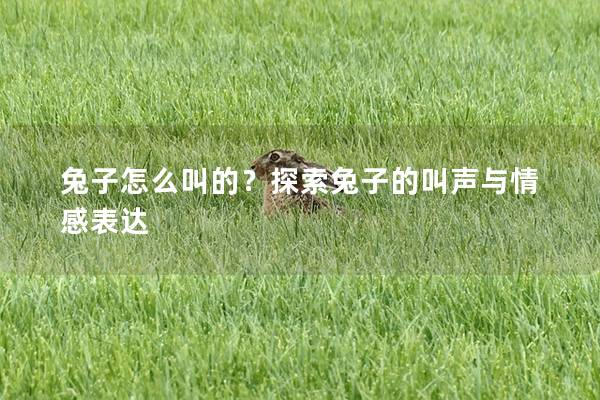 兔子怎么叫的？探索兔子的叫声与情感表达