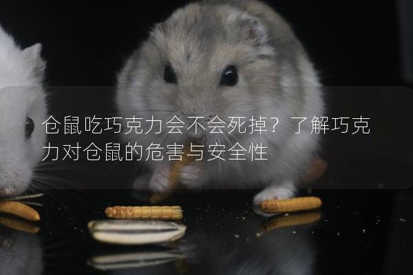 仓鼠吃巧克力会不会死掉？了解巧克力对仓鼠的危害与安全性