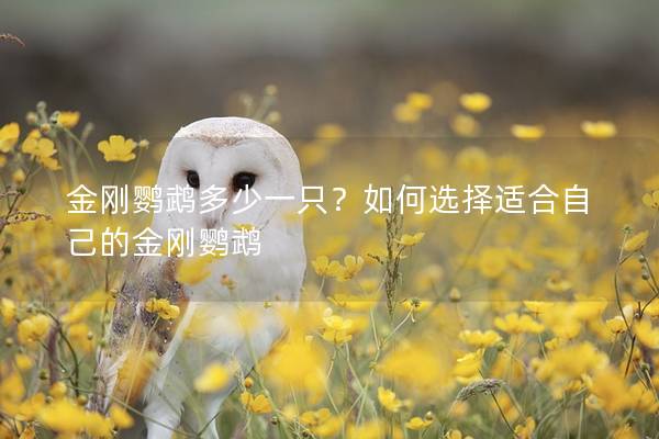 金刚鹦鹉多少一只？如何选择适合自己的金刚鹦鹉