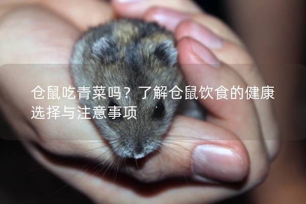 仓鼠吃青菜吗？了解仓鼠饮食的健康选择与注意事项